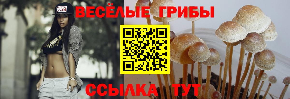 Спасск-Дальний  Галлюциногенные грибы GOLDEN TEACHER  Вход с VPN 